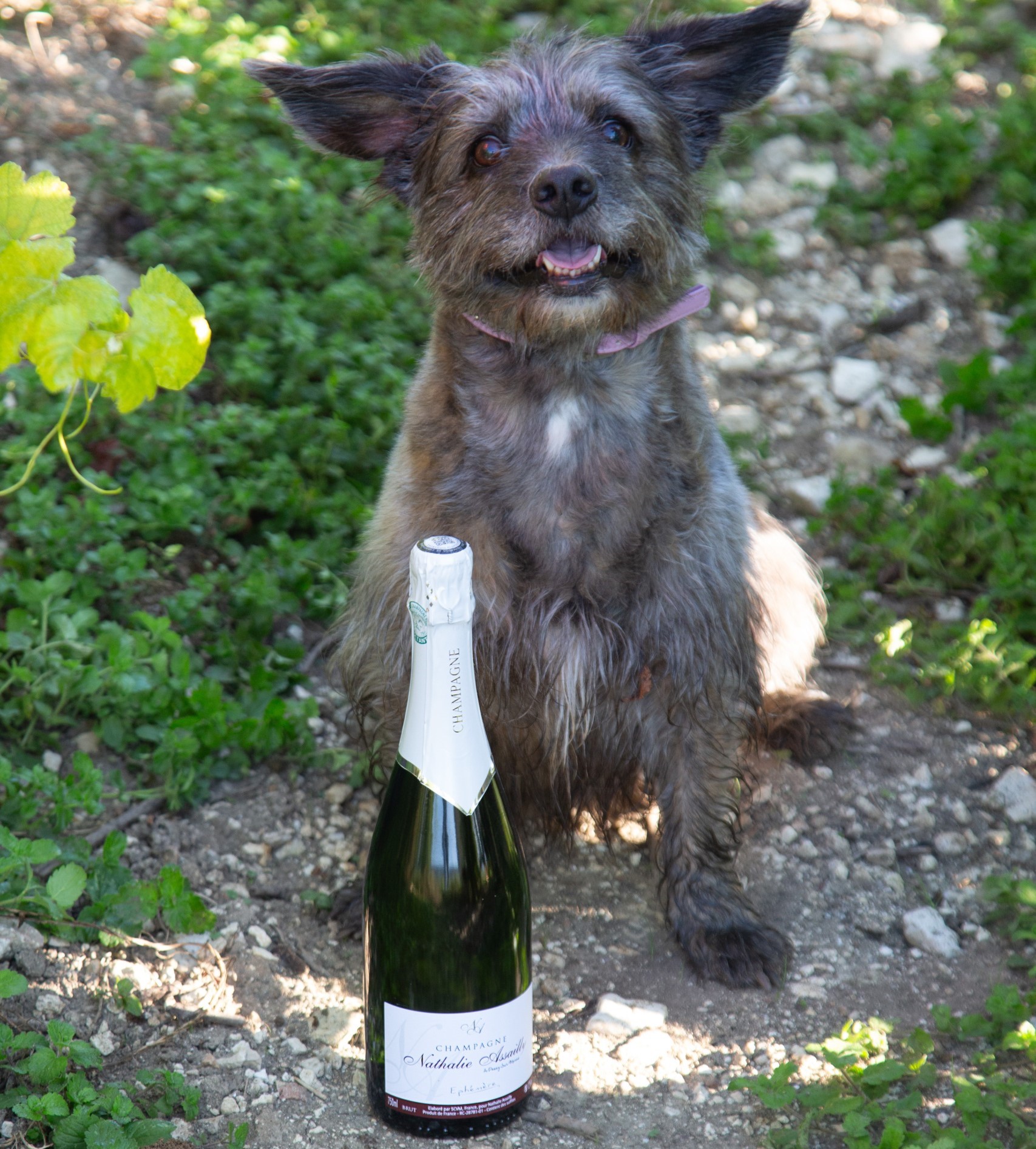 Illustration Cuvée Blanc de Blanc 